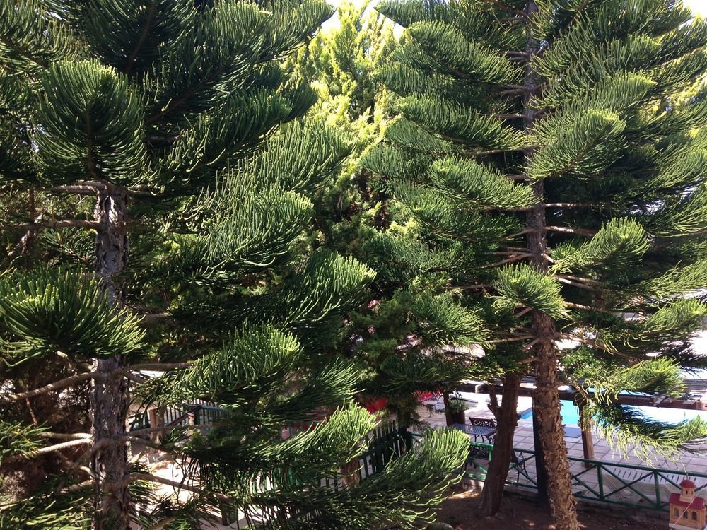 Anastasia Holiday Apartments Klorakas Esterno foto